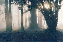 Load image into Gallery viewer, "Yew Walk" Woodstock Gardens